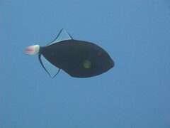 Melichthys vidua