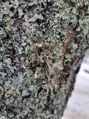 Pseudevernia furfuracea