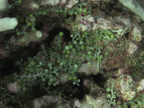 Caulerpa racemosa observed 2022-11-26