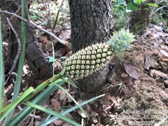 Ananas comosus