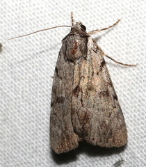Catocala sordida