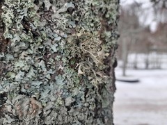 Pseudevernia furfuracea