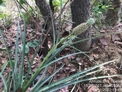 Ananas comosus