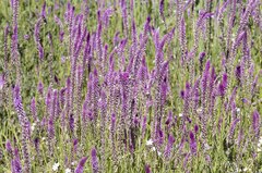 Hermbstaedtia fleckii