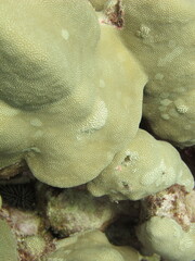 Porites lobata
