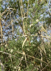 Asparagus flavicaulis