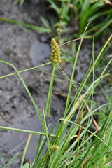 Carex neurocarpa