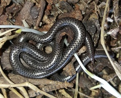Leptotyphlops nigricans