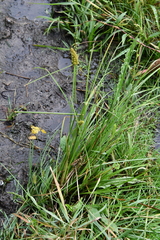 Carex neurocarpa
