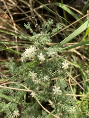 Asparagus flavicaulis