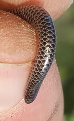 Leptotyphlops nigricans