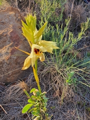 Eulophia welwitschii