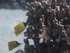 Forcipiger
