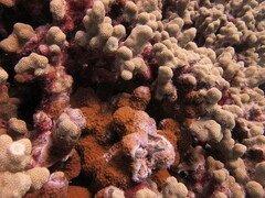 Montipora patula