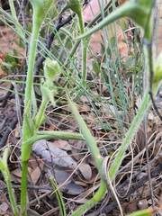 Cyanotis speciosa