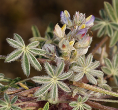 Lupinus concinnus
