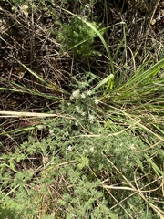 Asparagus flavicaulis