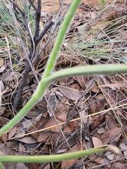 Cyanotis speciosa