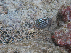 Canthigaster jactator