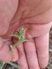 Cyanotis speciosa