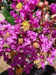Lagerstroemia