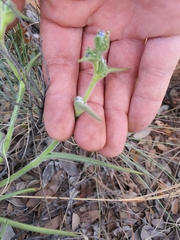 Cyanotis speciosa