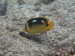Chaetodon quadrimaculatus