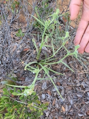 Cyanotis speciosa