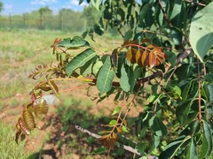 Sclerocarya birrea caffra
