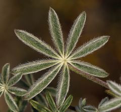Lupinus concinnus