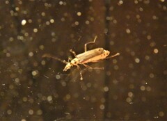 Chauliognathus sticticus