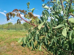 Sclerocarya birrea caffra