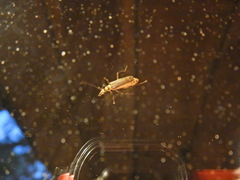 Chauliognathus sticticus