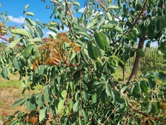 Sclerocarya birrea caffra
