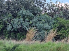 Searsia zeyheri
