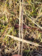 Sporobolus compositus