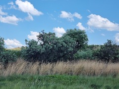 Protea caffra caffra