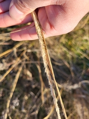 Sporobolus compositus