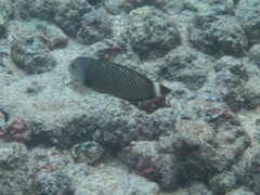 Novaculichthys taeniourus