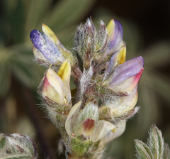 Lupinus concinnus