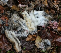 Lepus americanus