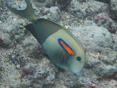 Acanthurus olivaceus