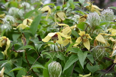 Clematis serratifolia