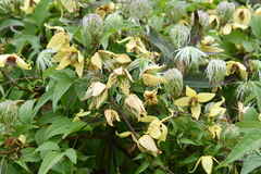Clematis serratifolia