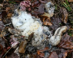 Lepus americanus