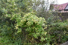 Clematis serratifolia