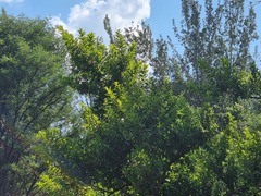 Combretum erythrophyllum