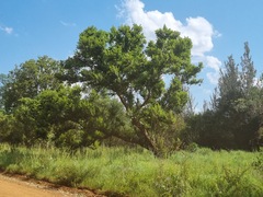 Combretum erythrophyllum