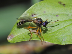 Dioctria