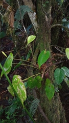 Pleurothallis